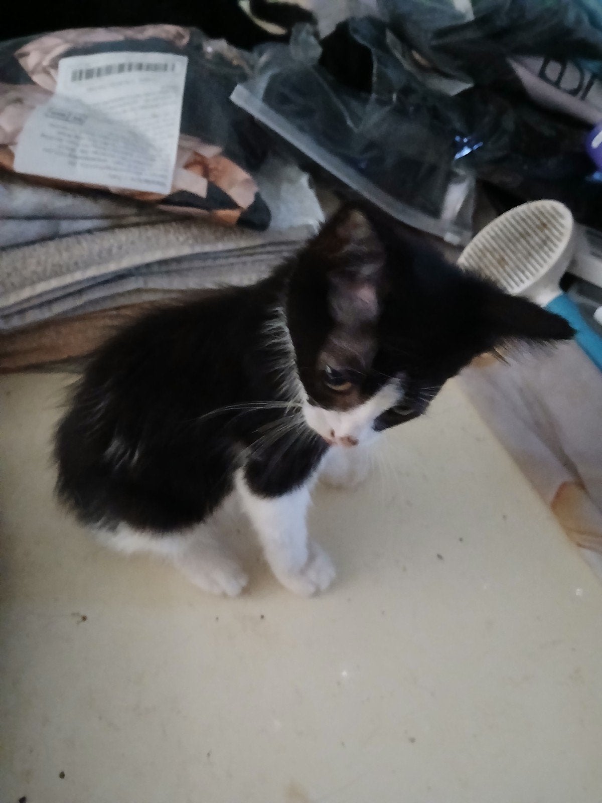 Kittens 13weken volledig ontwormt en ontvlooid.2 zusjes, Poes, Kortharig, 0 tot 2 jaar