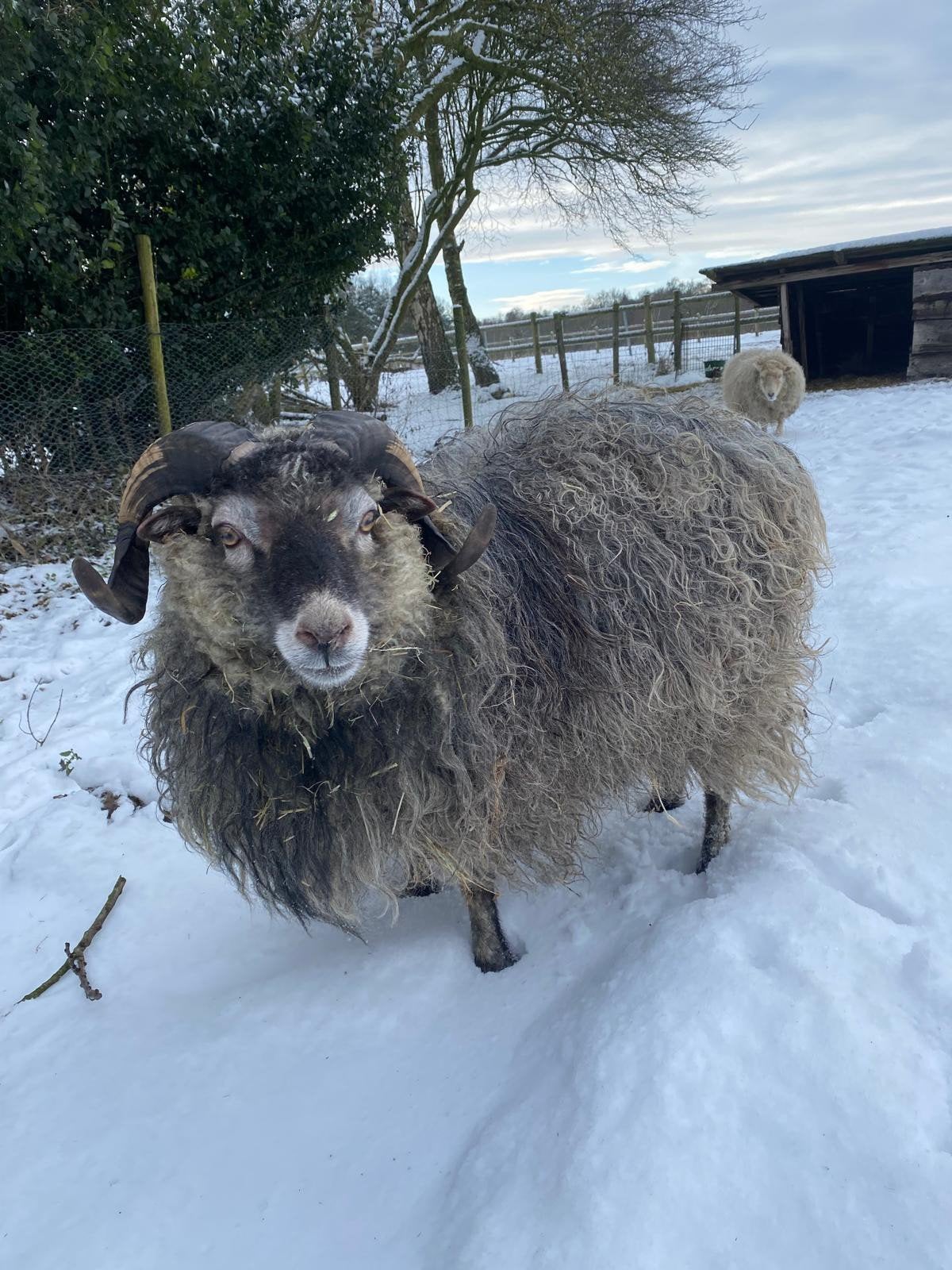 Mooie, lieve ouessant ram, Mannelijk, Schaap, 0 tot 2 jaar