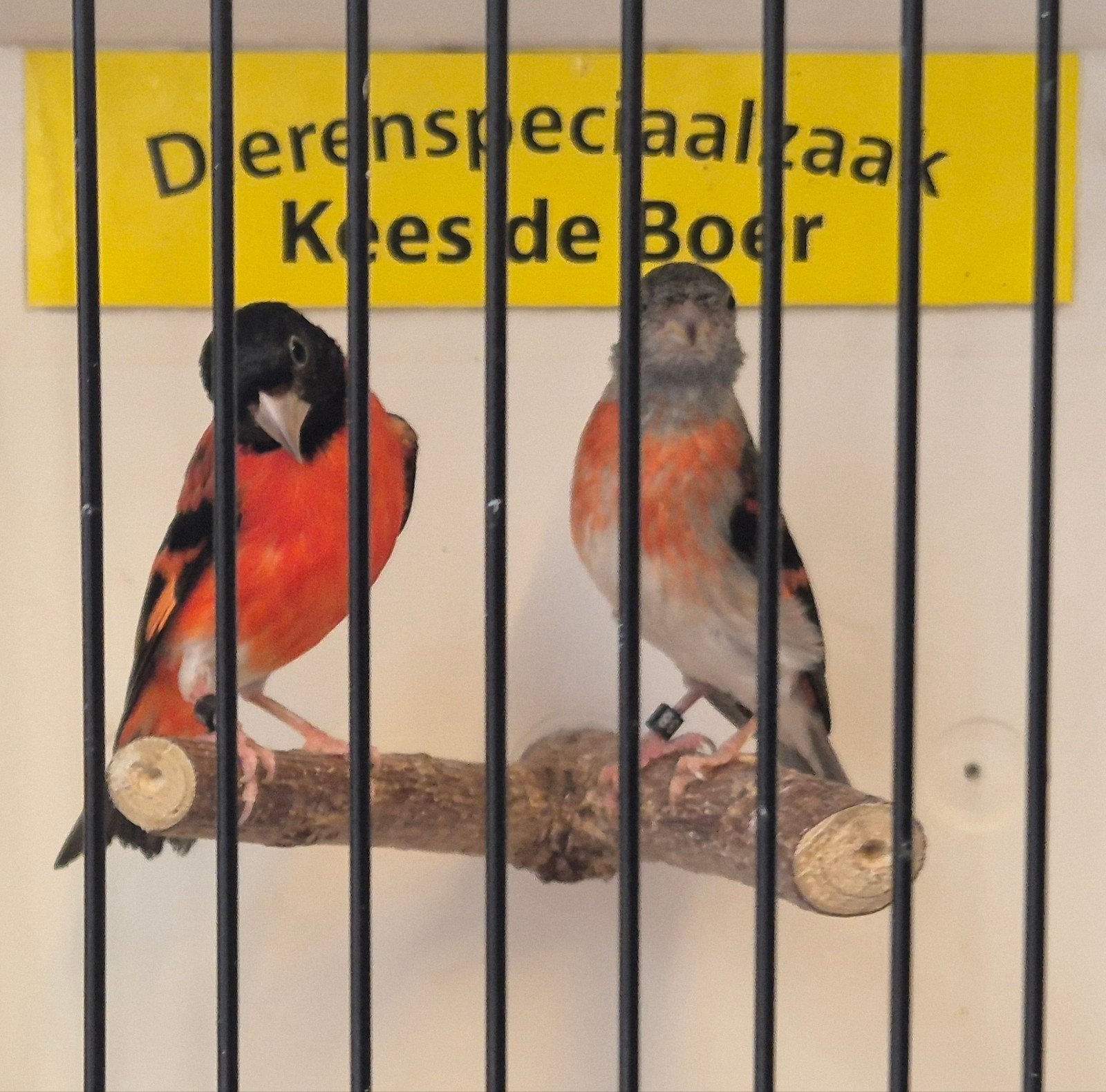 Koppel kapoetsensijzen, Meerdere dieren, Geringd