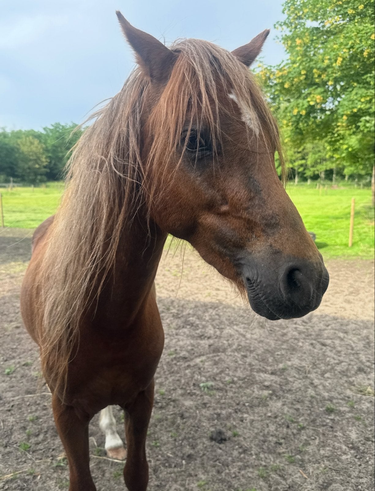 Moet nu weg! B welsh hengst 2 jaar en shetlander 7 jaar, Dieren en Toebehoren, Pony's, Hengst, Onbeleerd, C pony (1.27m tot 1.37m)