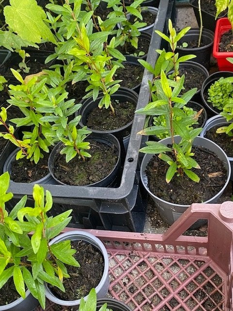 granaatappel plantjes, Ophalen, Vaste plant, Fruitplanten, Volle zon