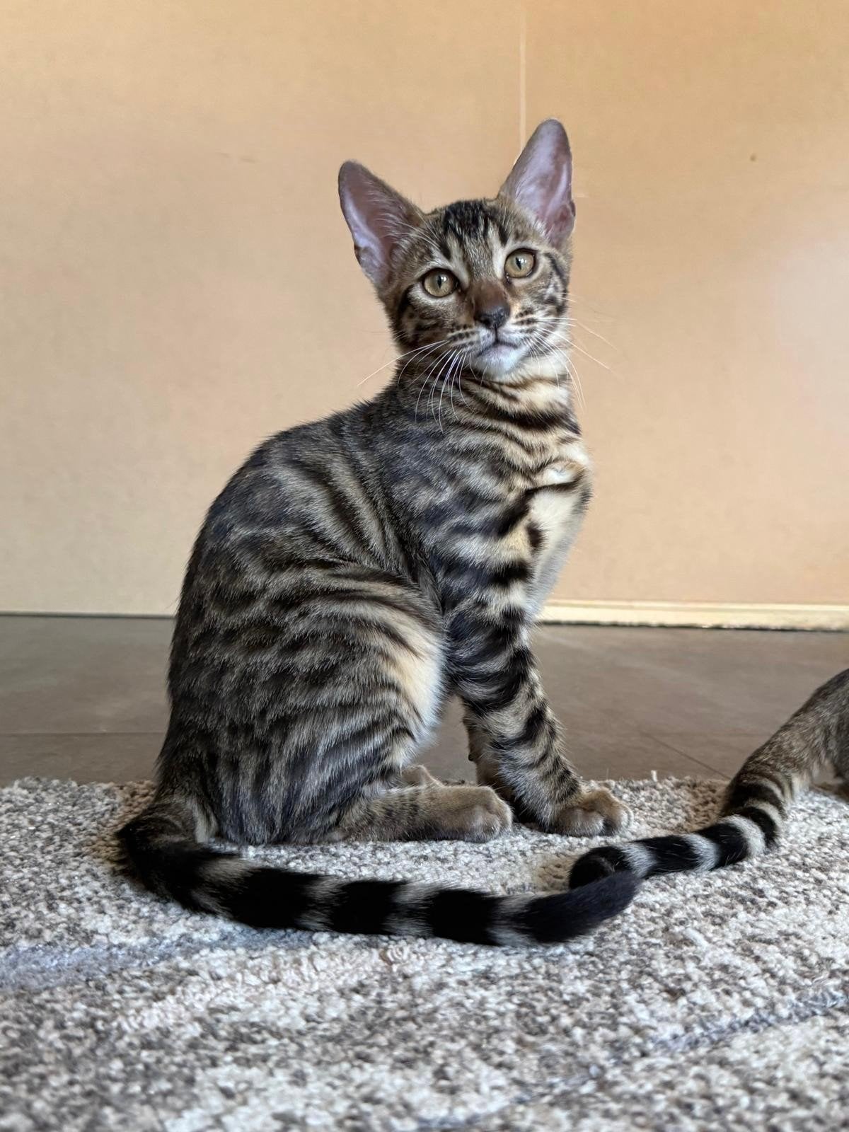Bengaalse kittens met stamboom te koop geboren op 3-3-2026, Dieren en Toebehoren, Meerdere dieren, Met stamboom, 0 tot 2 jaar