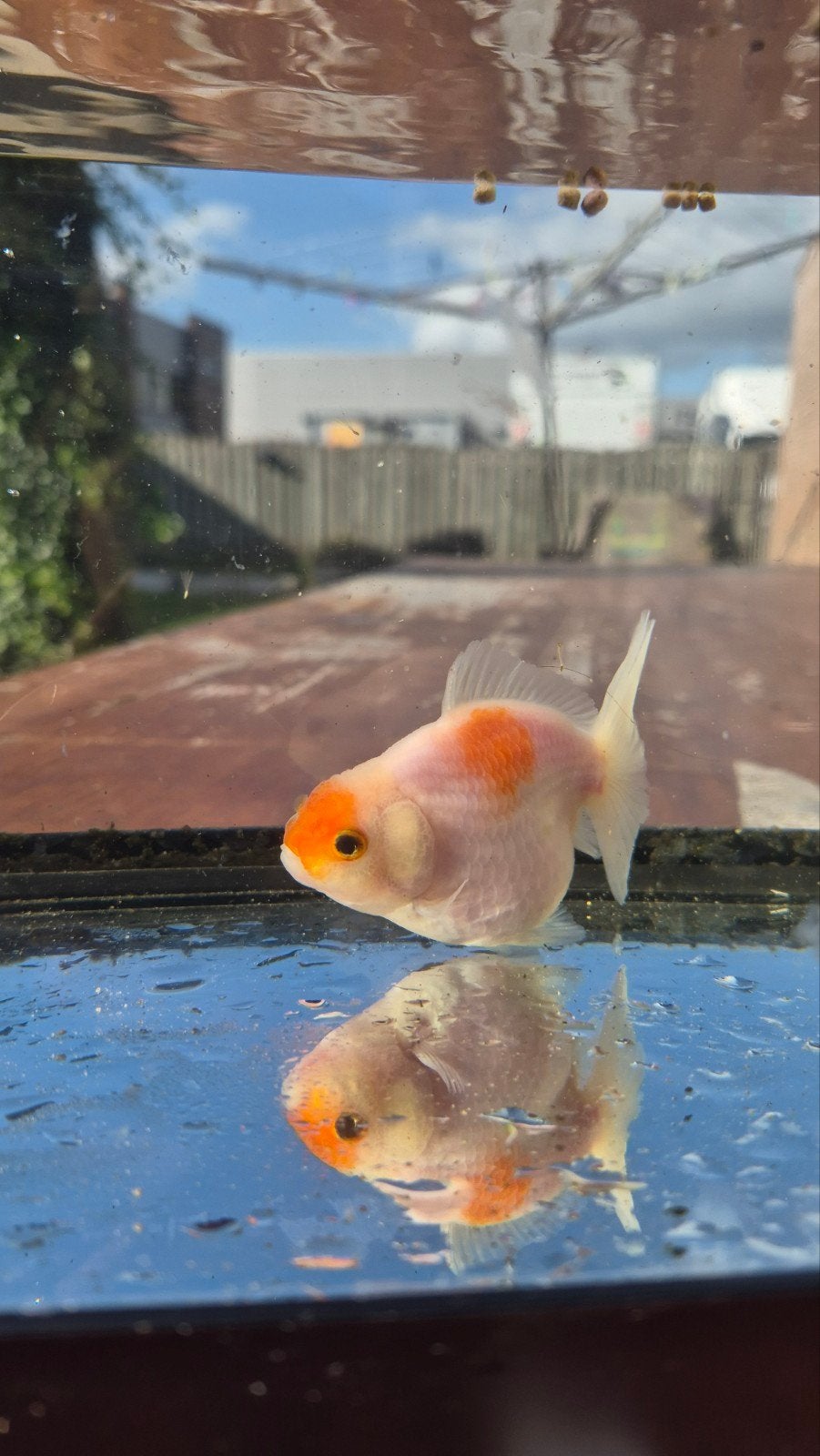 Oranda goudvis, Vis
