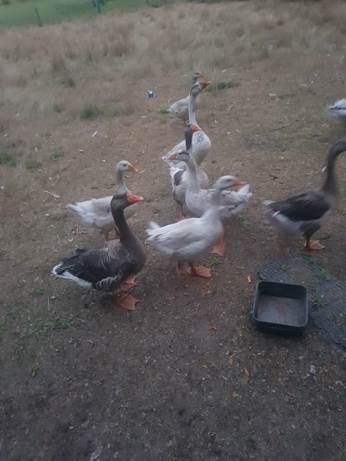 gansen landganzen, Meerdere dieren, Kip
