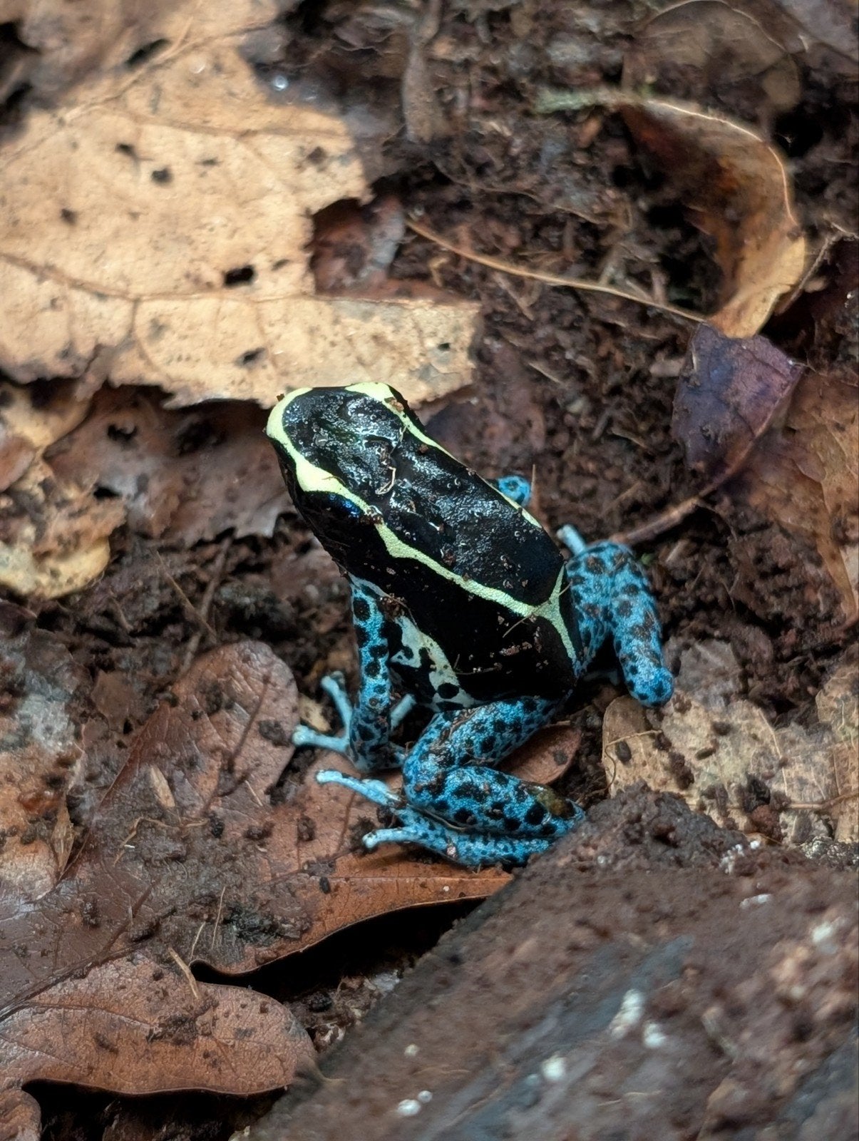 Dendrobates "Grijspoot" Frog photo 2