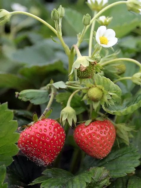 Biologische Aardbeien plantjes, Tuin en Terras, Planten | Tuinplanten, Ophalen, Overige soorten, Halfschaduw