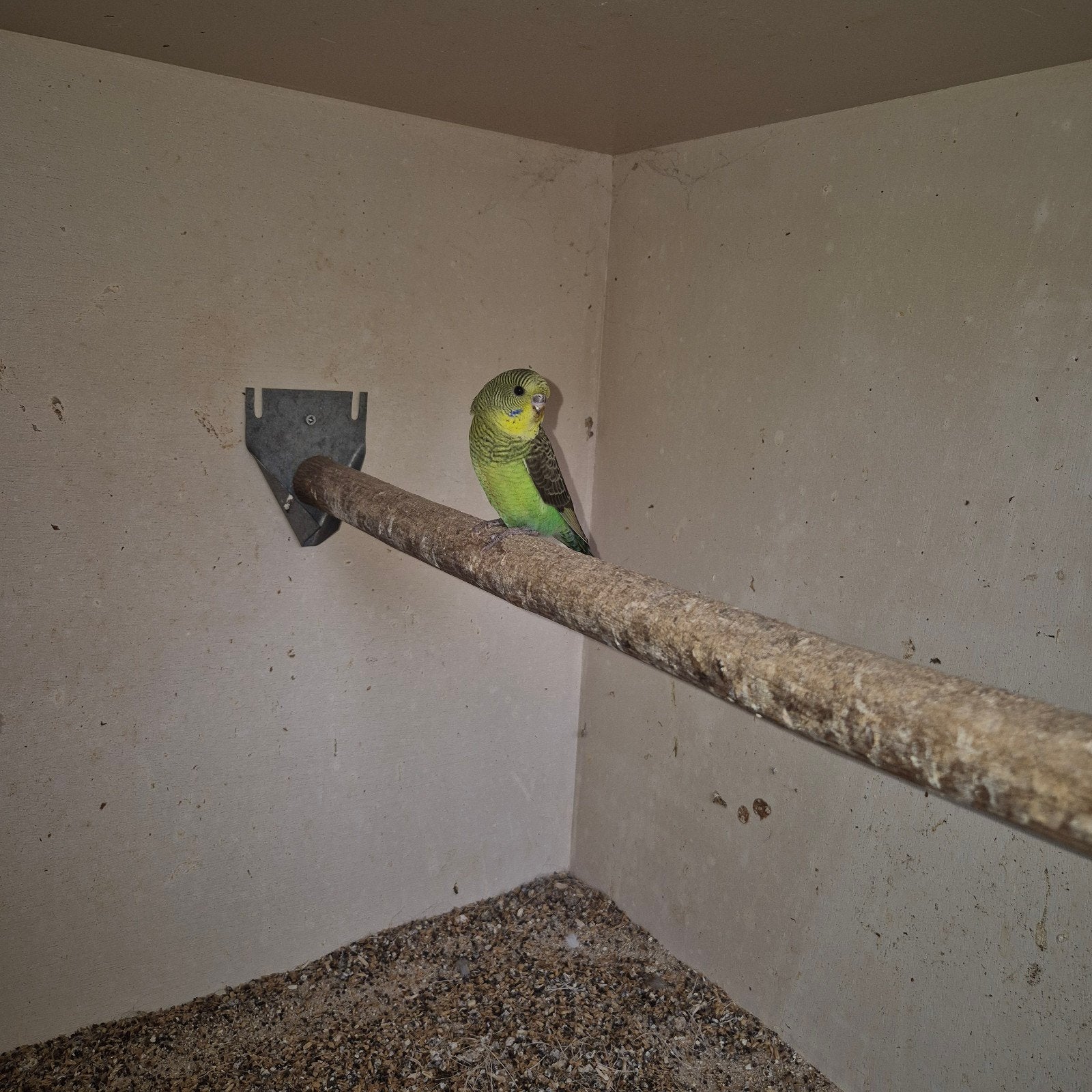 blackwing groenviolet split bf en bont, Dieren en Toebehoren, Vogels | Parkieten en Papegaaien, Geslacht onbekend, Parkiet, Geringd