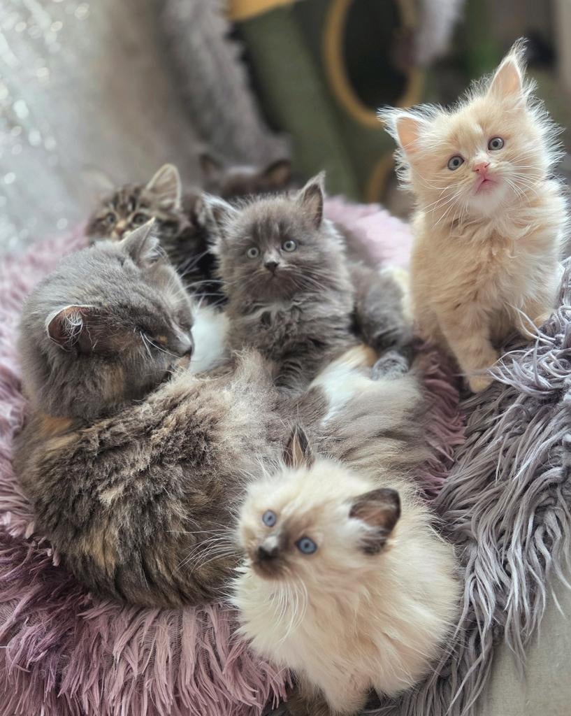 Siberische kittens Beschikbaar, Meerdere dieren, Gechipt, 0 tot 2 jaar
