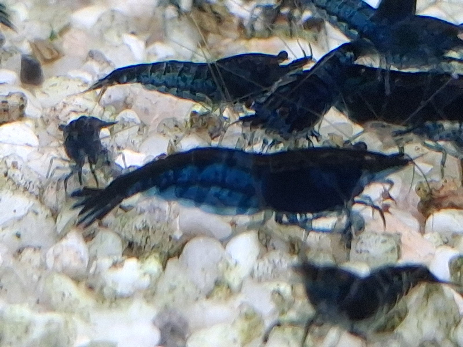 Blauwe garnalen, Dieren en Toebehoren, Kreeft, Krab of Garnaal