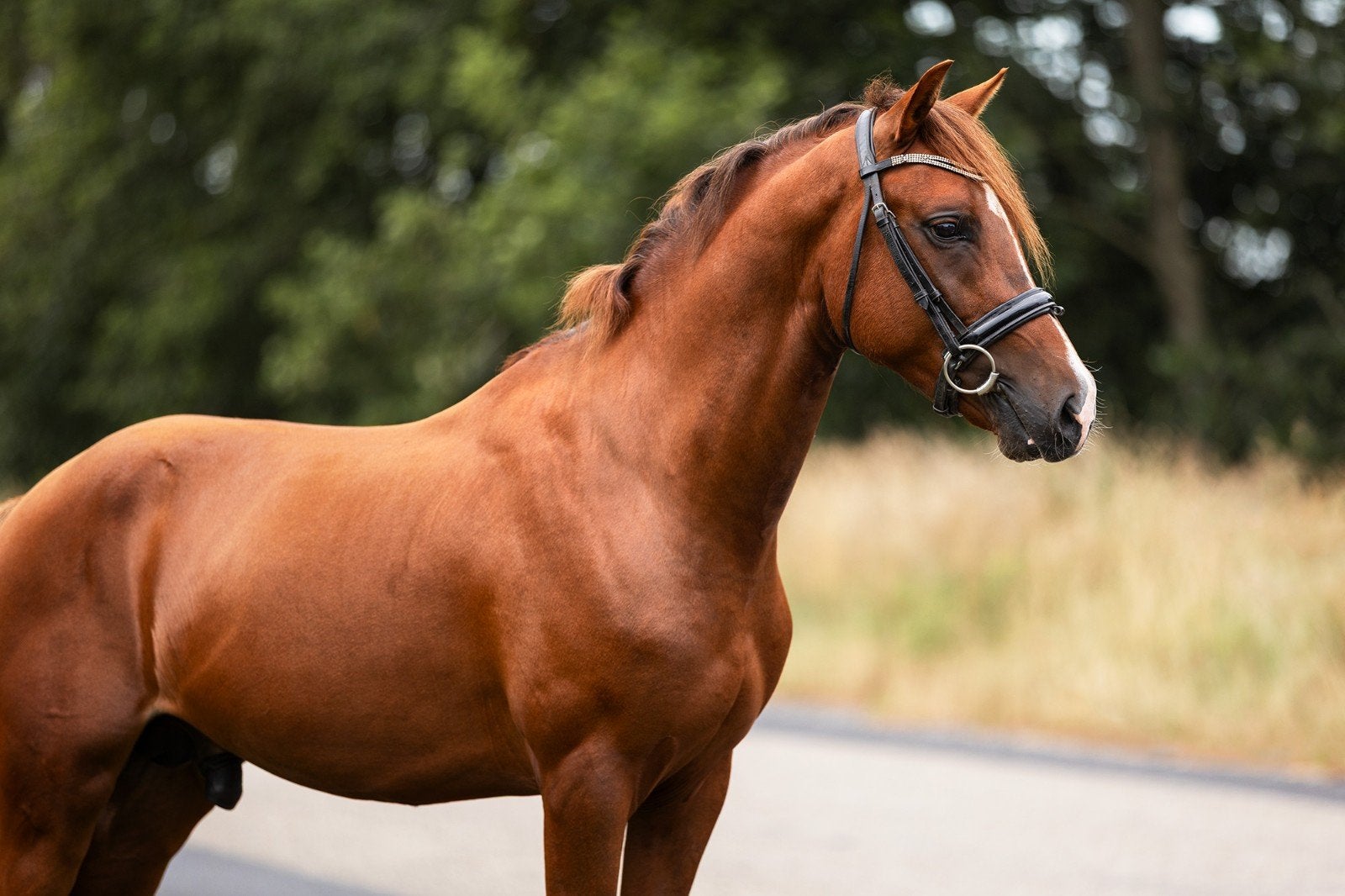 Super brave New Forest!, Hengst, 3 tot 6 jaar