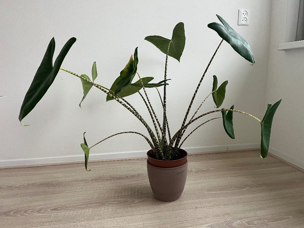 Alocasia Zebrina, Ophalen, Overige soorten, Halfschaduw, Minder dan 100 cm