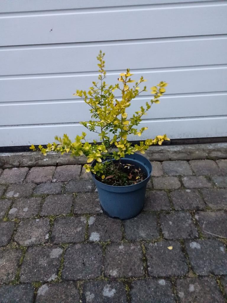 Goed gewortelde biologische liguster, Tuin en Terras, Planten | Struiken en Hagen, Ophalen, Liguster, Minder dan 100 cm