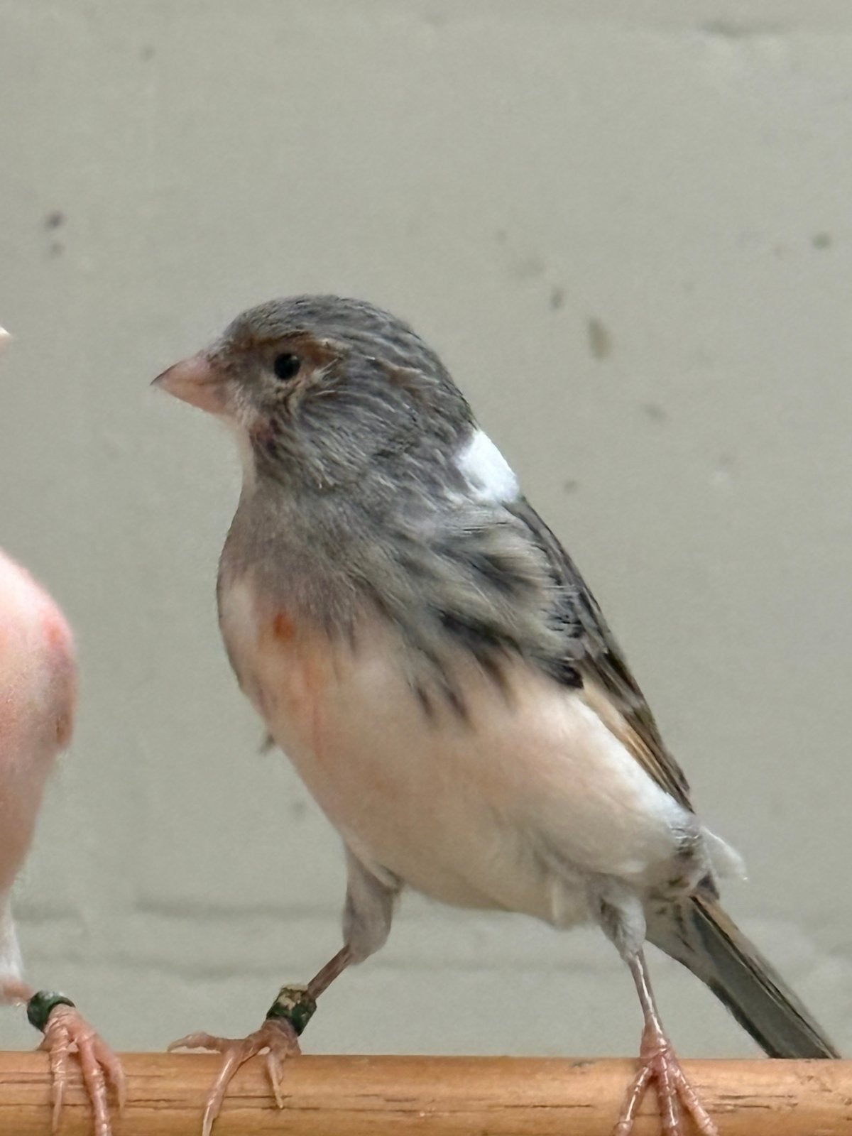 Kanaries, Dieren en Toebehoren, Meerdere dieren, Kleurkanarie