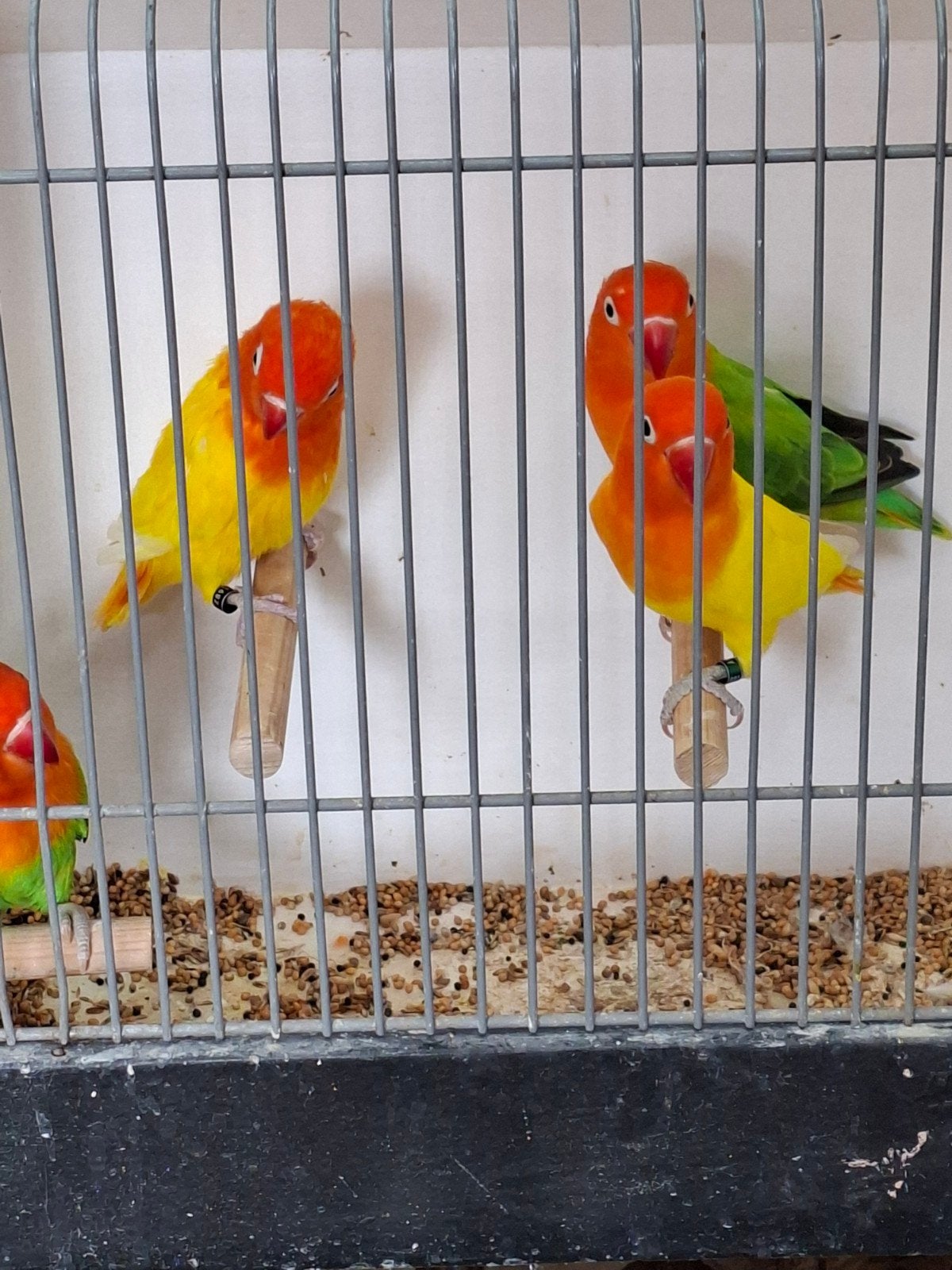 diverse ficheries, Meerdere dieren, Parkiet