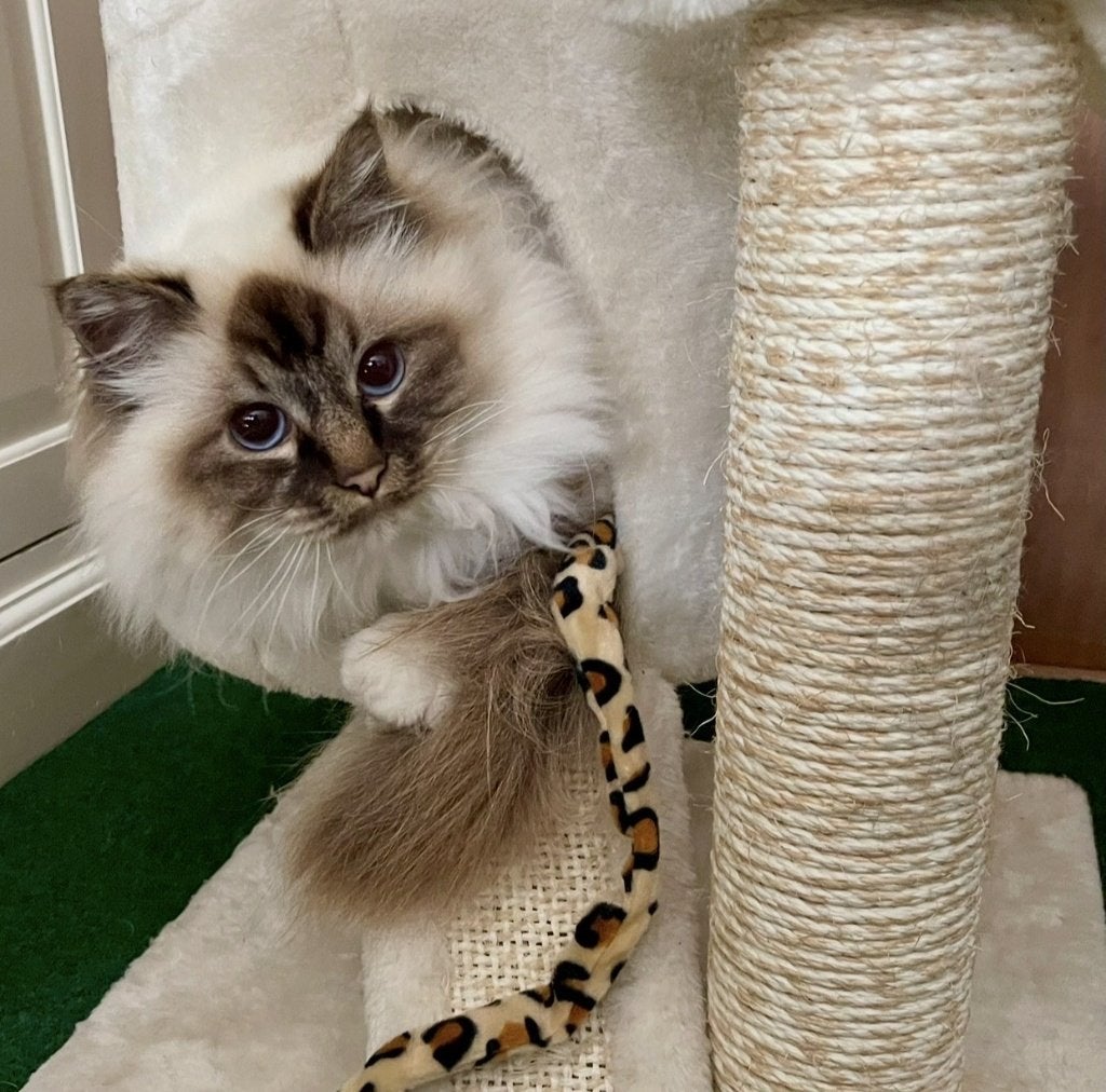 Nieuw liefdevol huis gezocht voor onze Heilige Birmaan kater, Dieren en Toebehoren, Kater, Met stamboom, 3 tot 5 jaar