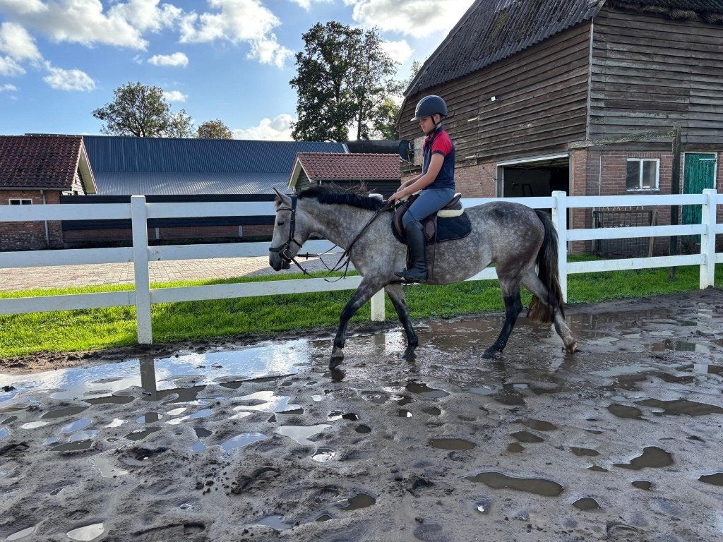 D Pony schimmel merrie, Merrie, Springpony, Zadelmak, 7 tot 10 jaar