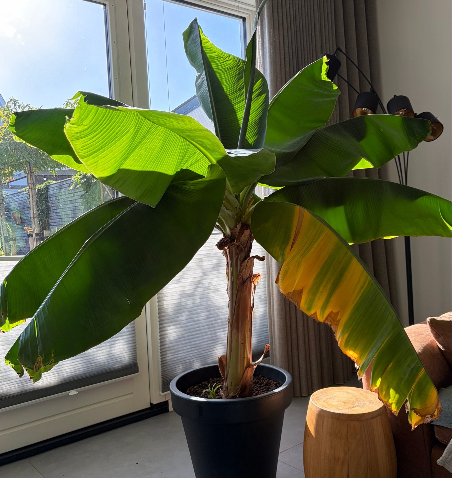 Grote bananenplant   190 cm hoog en breed, Ophalen, Overige soorten, In pot, 150 tot 200 cm
