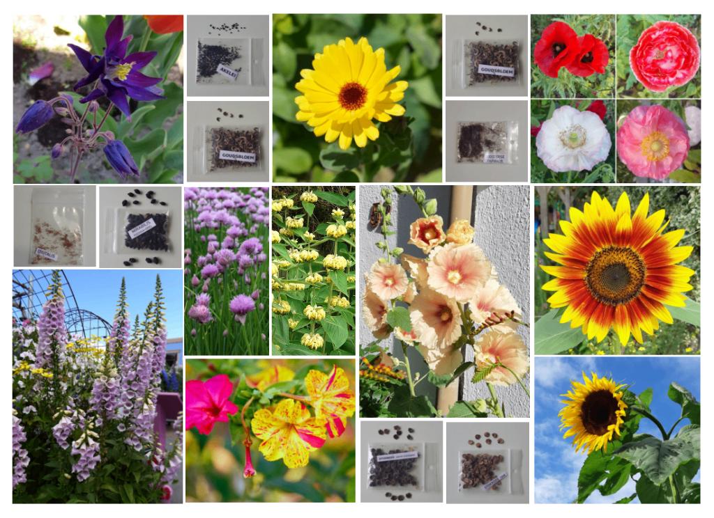 bloemenzaad, Ophalen, Gehele jaar, Volle zon, Zaad
