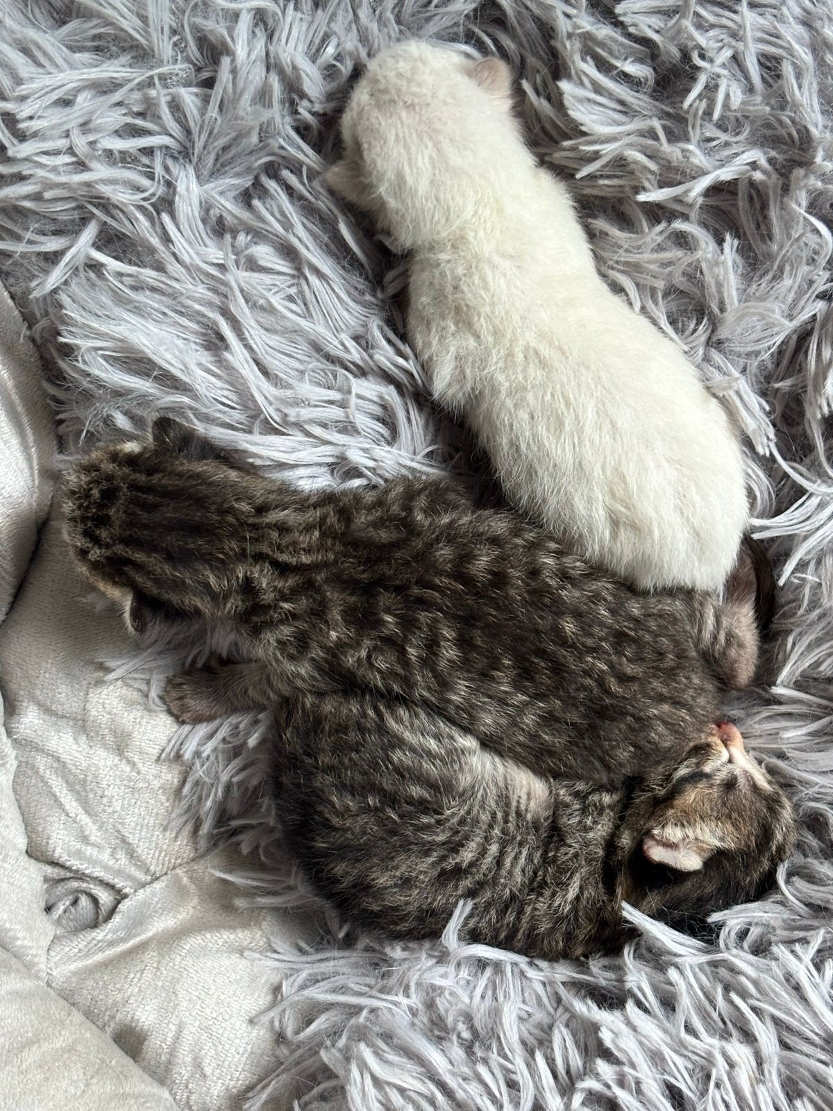 Kittens, Dieren en Toebehoren, Katten en Kittens | Overige Katten, Meerdere dieren