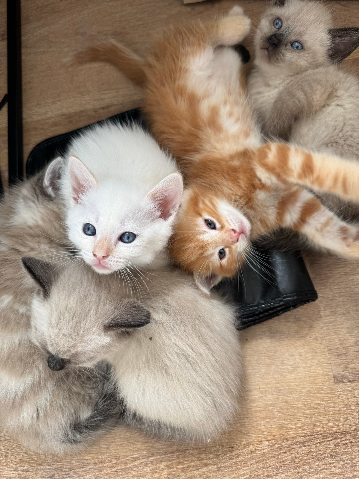 Mooie Ragdoll/ langhaar kittens, Meerdere dieren