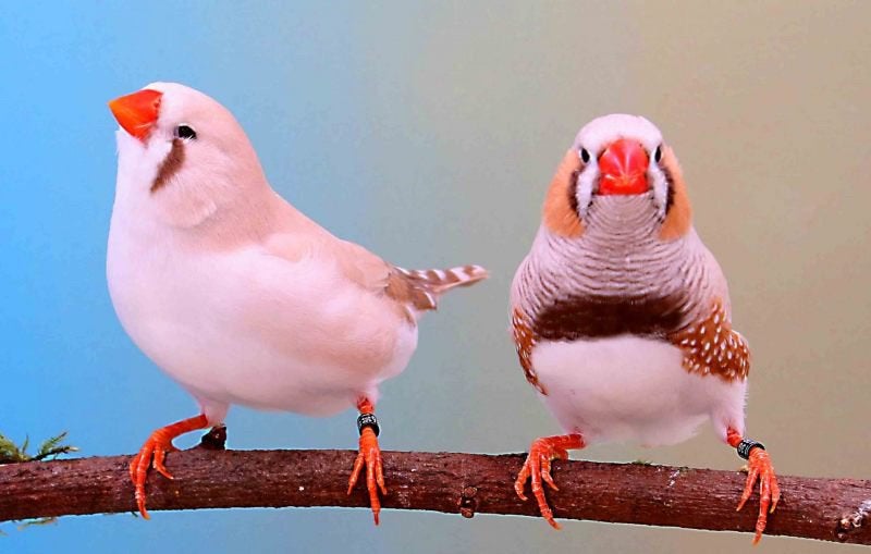 Gratis Gezocht zebravink koppel, Meerdere dieren, Kleurkanarie