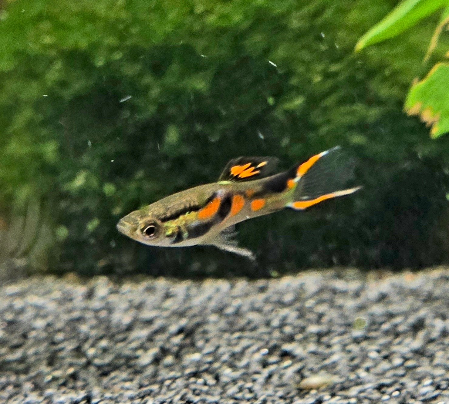 Mooie endler guppen ras zuiver, Dieren en Toebehoren, Vissen | Aquariumvissen, Vis