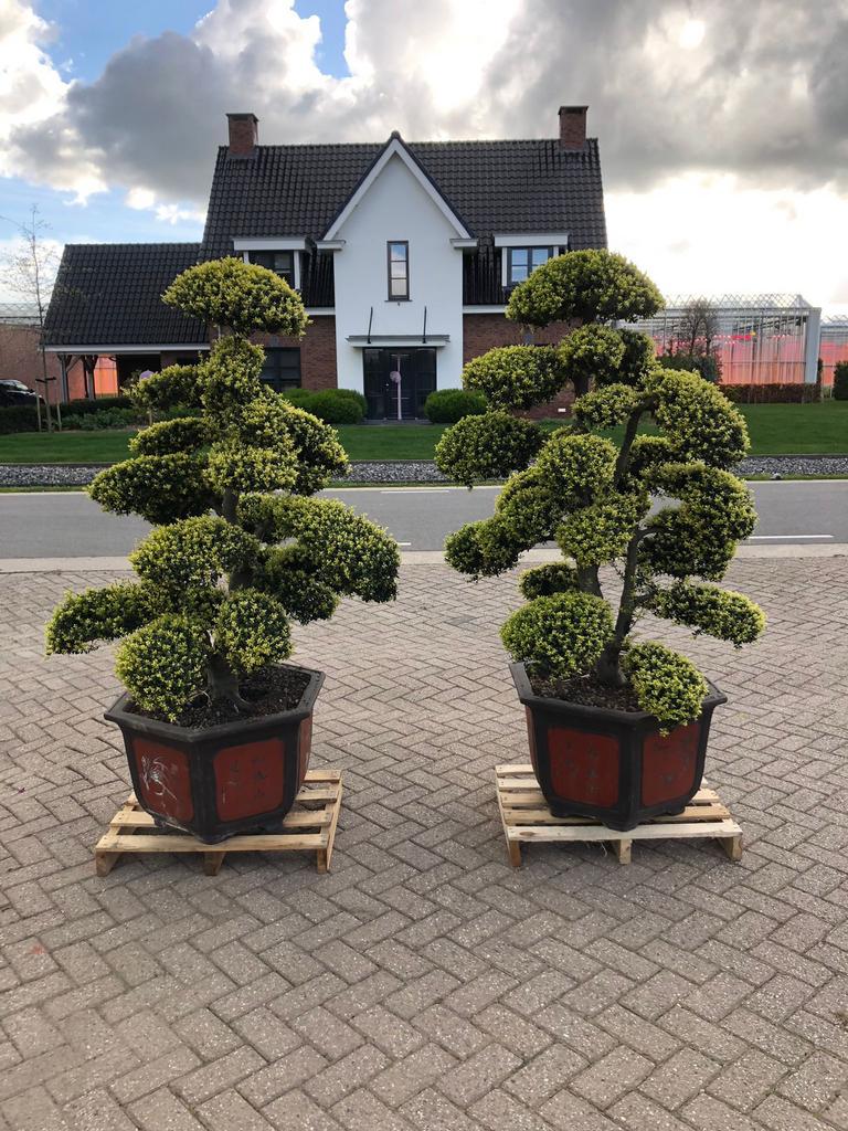 Ilex Crenata Kinme Japanse Tuinbonsai, Tuin en Terras, Planten | Tuinplanten, Vaste plant, Bloeit niet, Halfschaduw, Ophalen