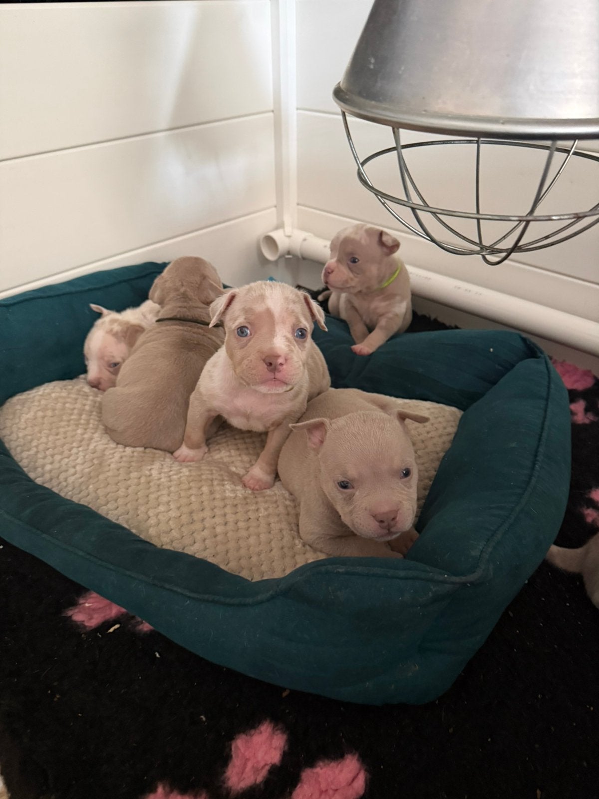 AMERICAN BULLY 🐻 MICRO EXOTIC POCKET BULLY PUPS, Dieren en Toebehoren, Overige rassen, 8 tot 15 weken, Meerdere, Meerdere dieren