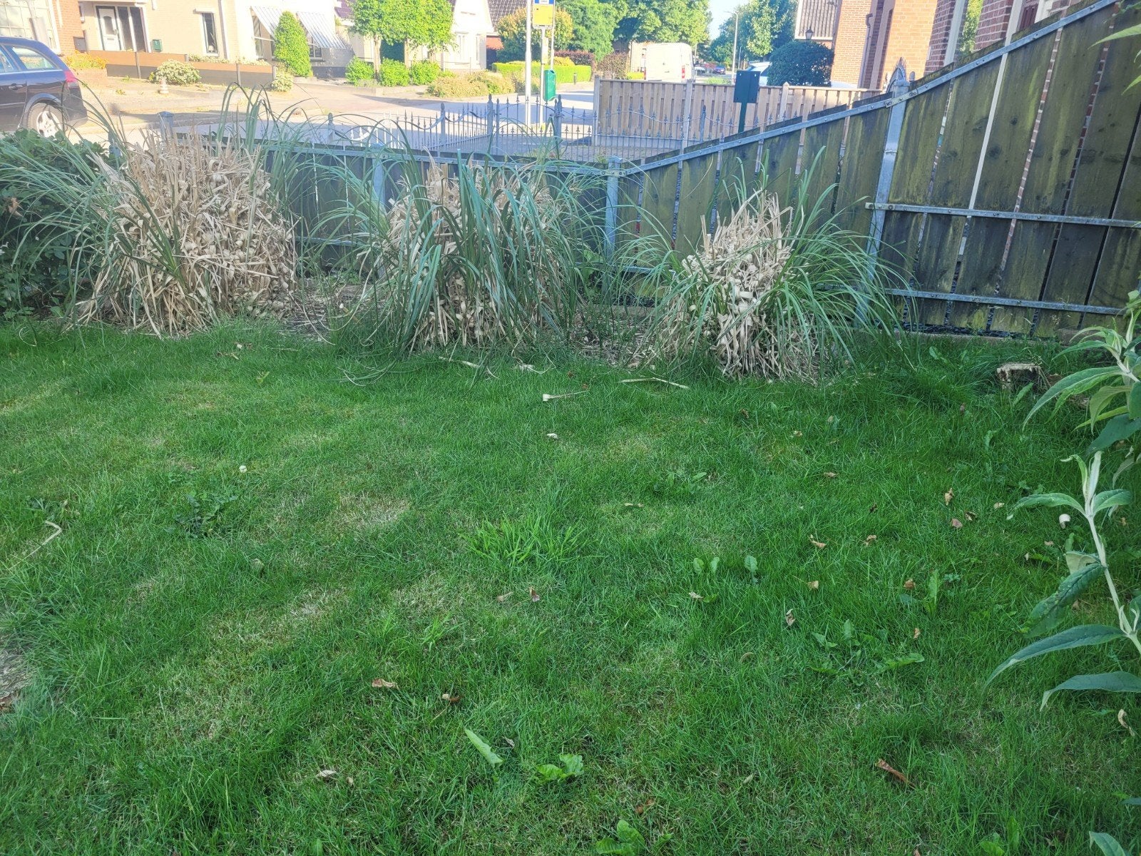Olifantengras (Miscanthus giganteus) - 3 planten, Ophalen, Vaste plant, Siergrassen, Volle zon