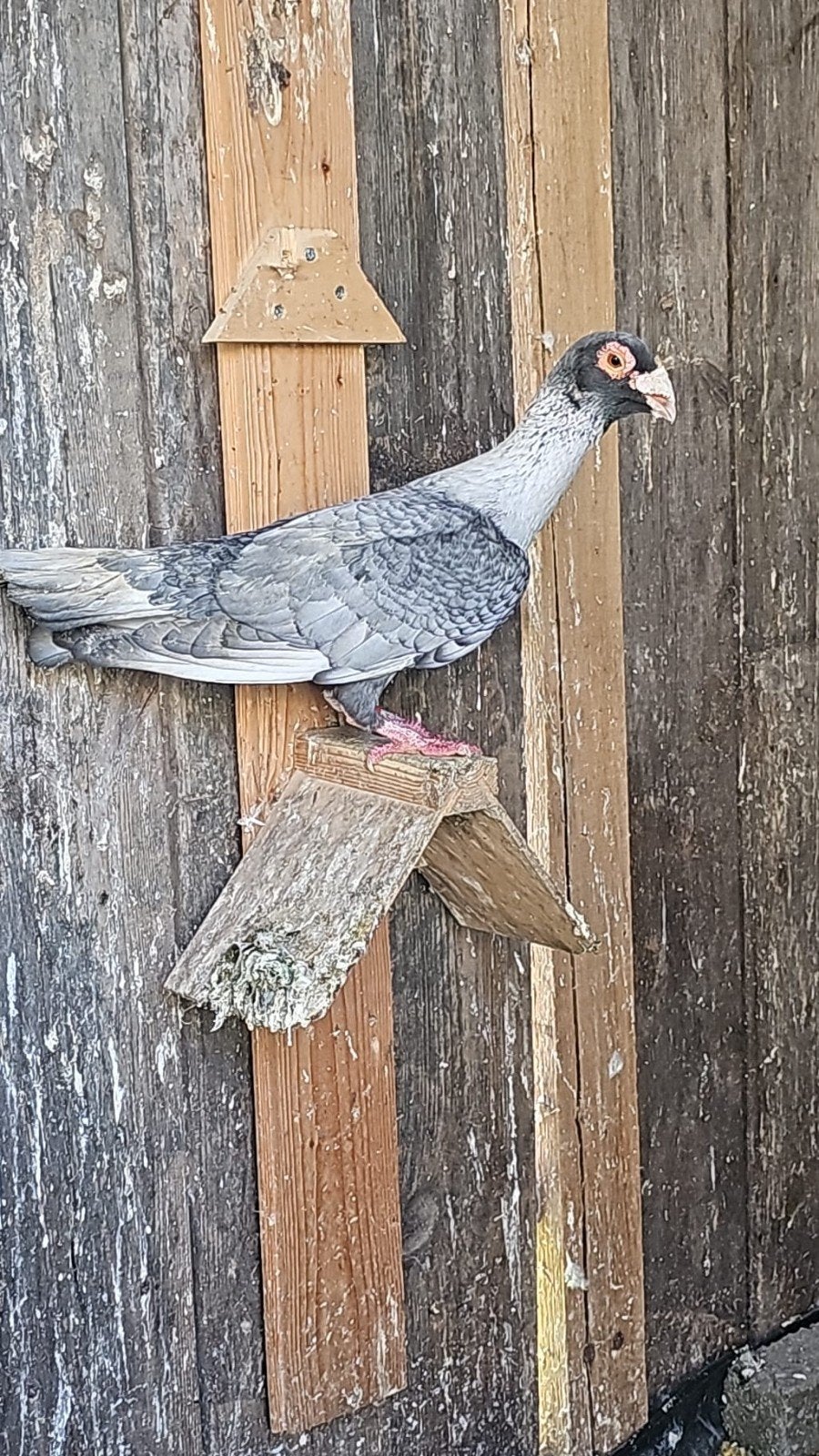 ️ Duiven te koop, Meerdere dieren, Overige soorten