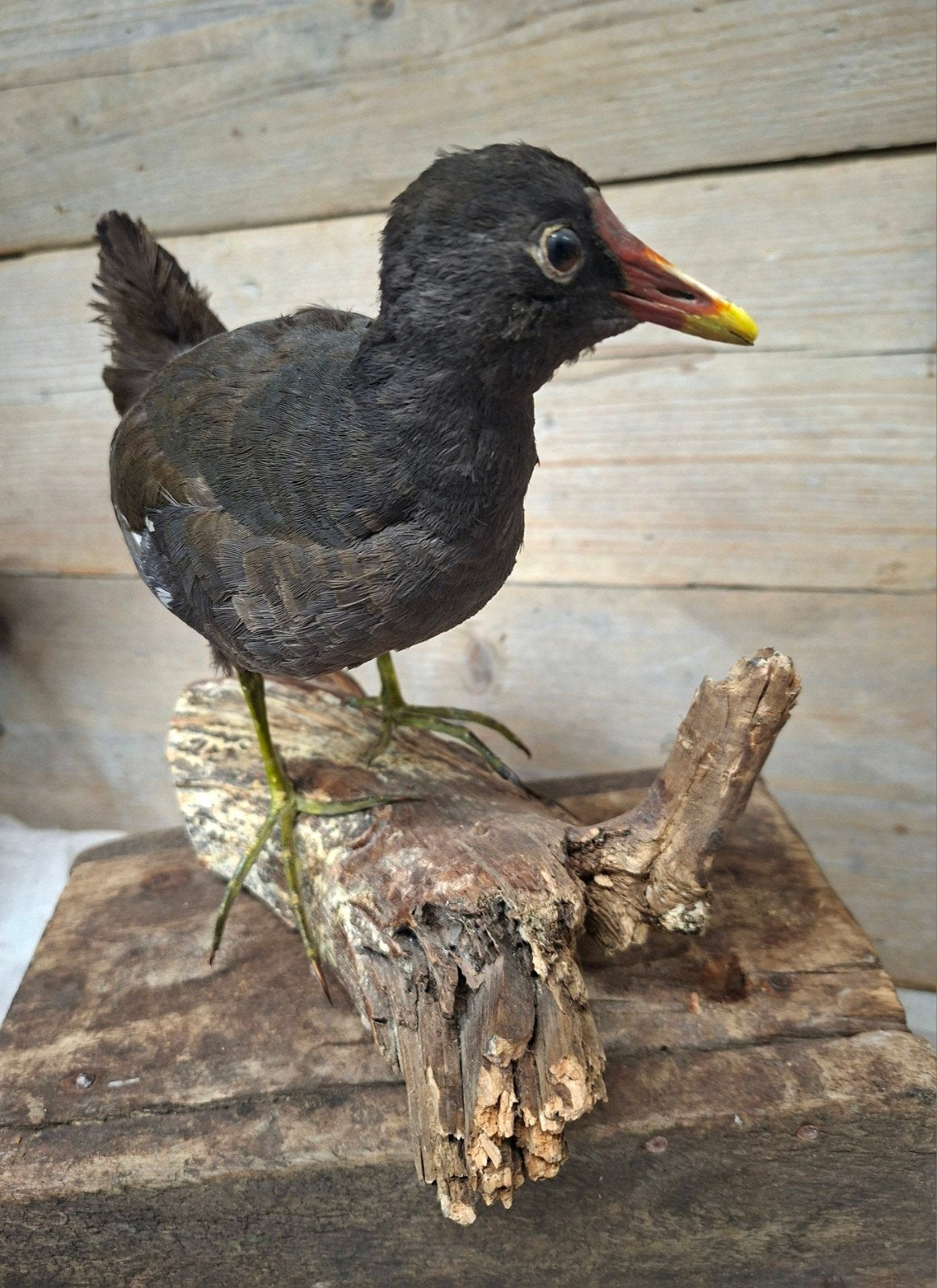 opgezette vogel, Ophalen of Verzenden, Zo goed als nieuw, Vogel, Opgezet dier