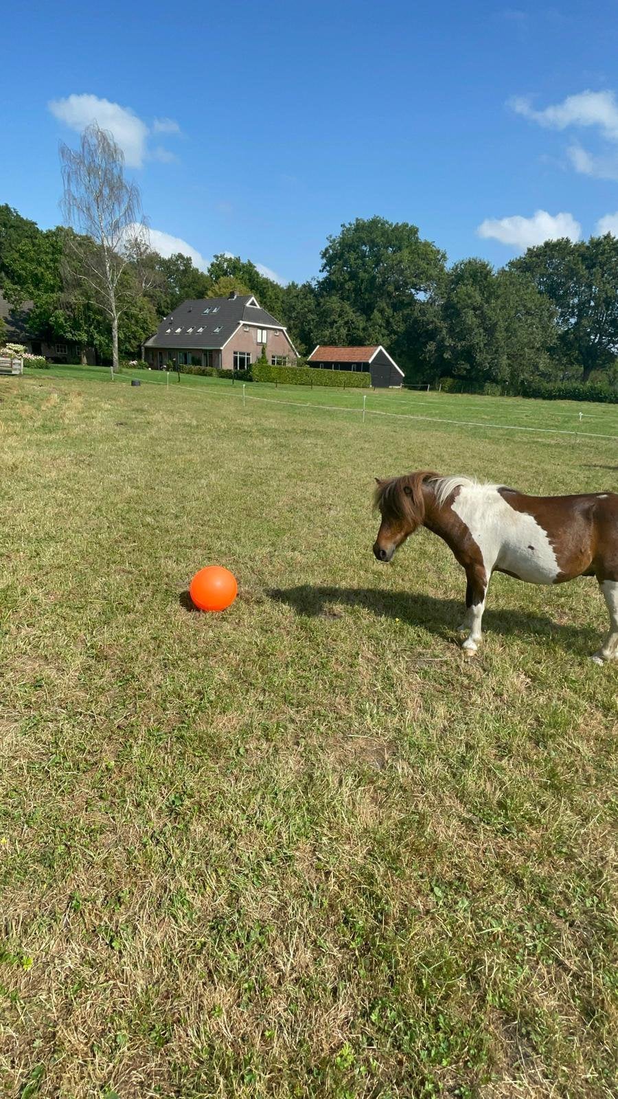 Oranje speelbal harrys horse 2 dagen oud, Dieren en Toebehoren, Paarden en Pony's | Verzorgingsproducten, Ophalen of Verzenden