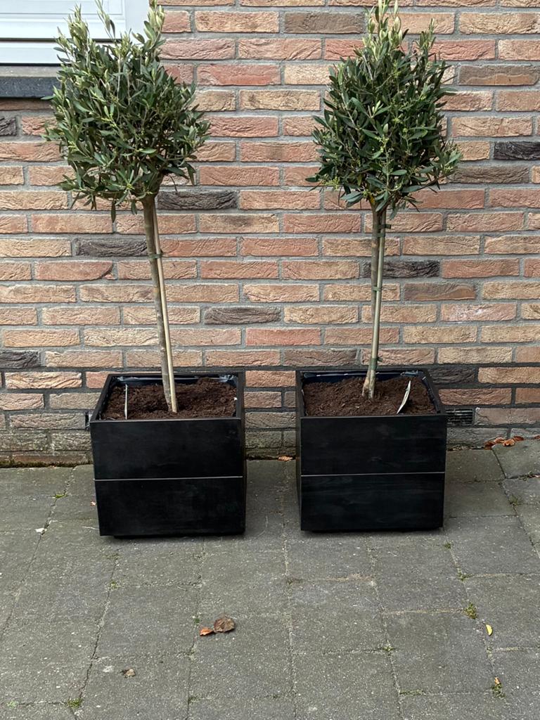 Bloembak Plantenbak, Tuin en Terras, Volle zon, Ophalen of Verzenden, 100 tot 250 cm, Zomer
