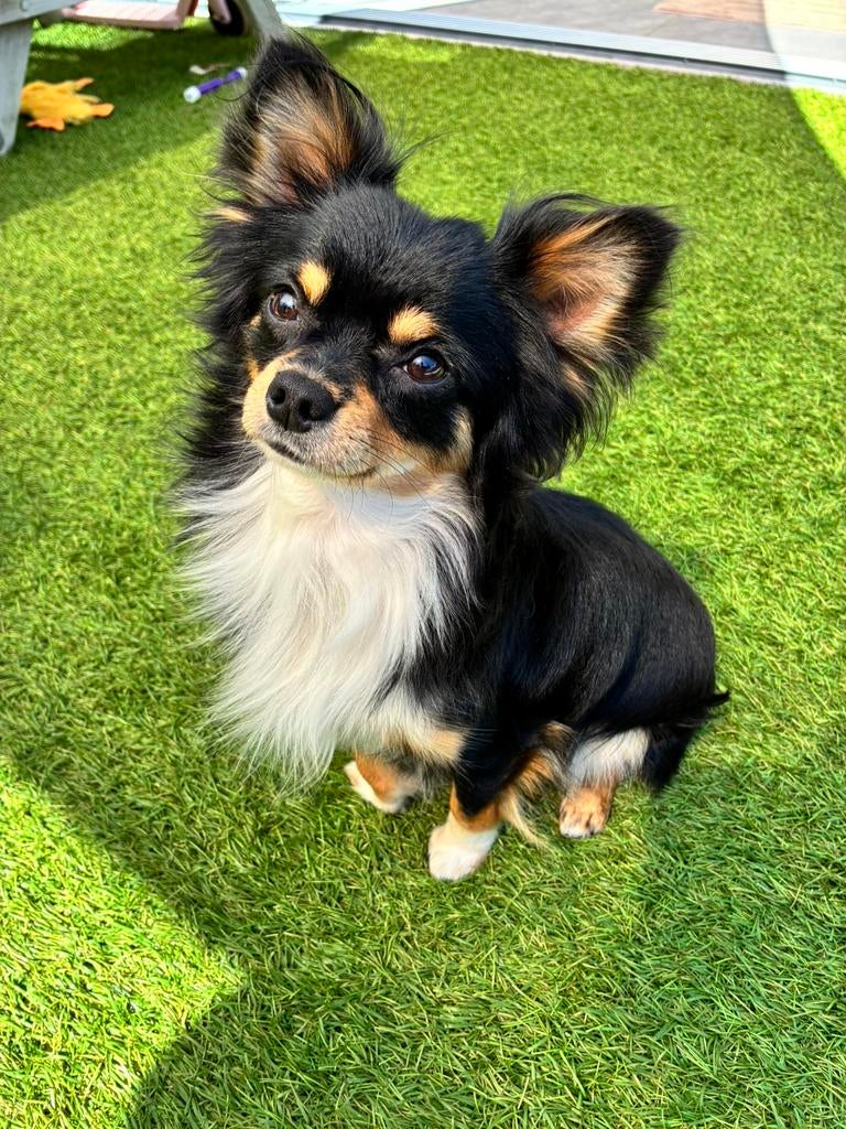 Chihuahua dekreu langharig, Dieren en Toebehoren, Reu, 1 tot 2 jaar, Parvo, Eén hond