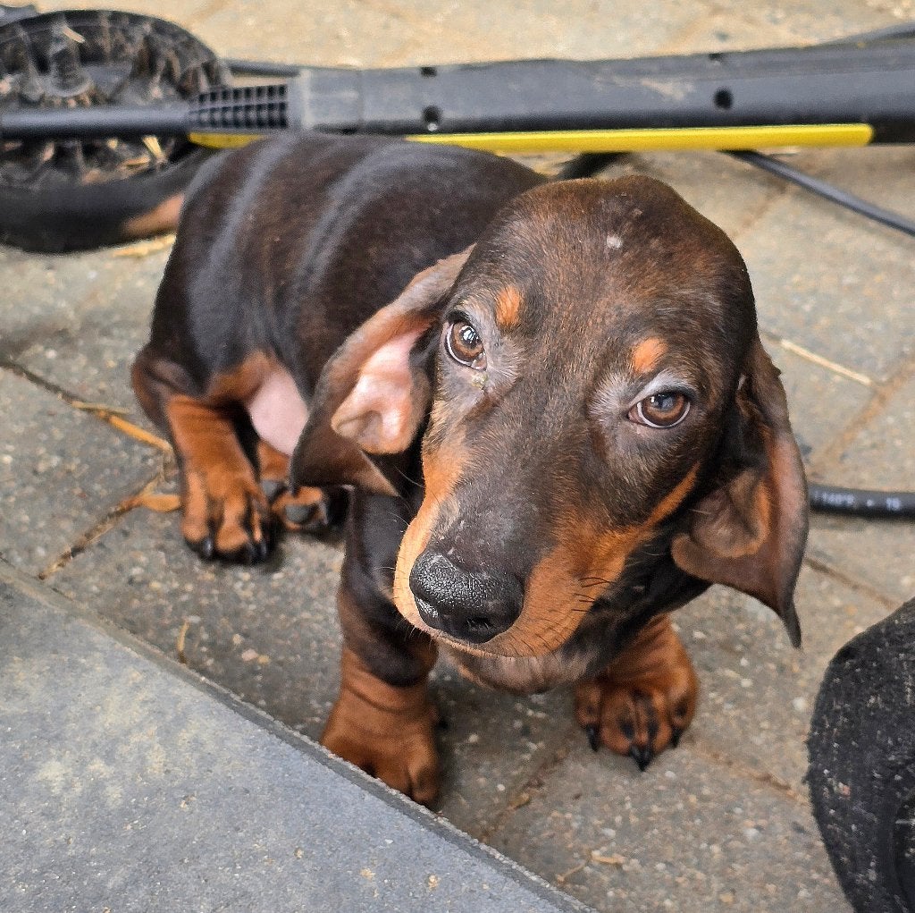 Teckel reutje, Dieren en Toebehoren, Honden | Teckels en Dashonden, Standaard, Reu, 8 tot 15 weken, Korthaar