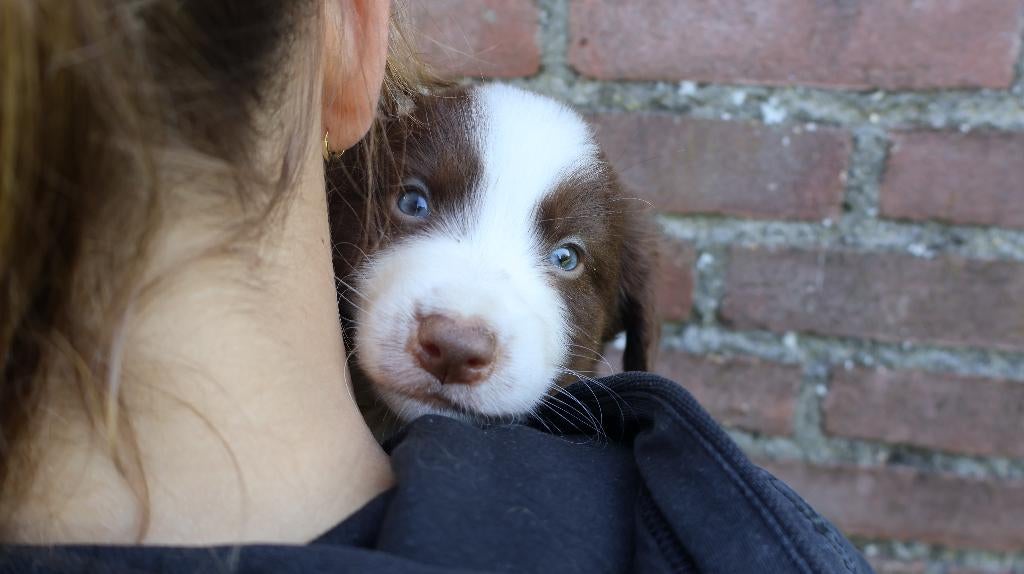 Lieve en schattige niet ras pups te koop, Dieren en Toebehoren, Honden | Niet-rashonden, Parvo, Nederland, 8 tot 15 weken, Meerdere