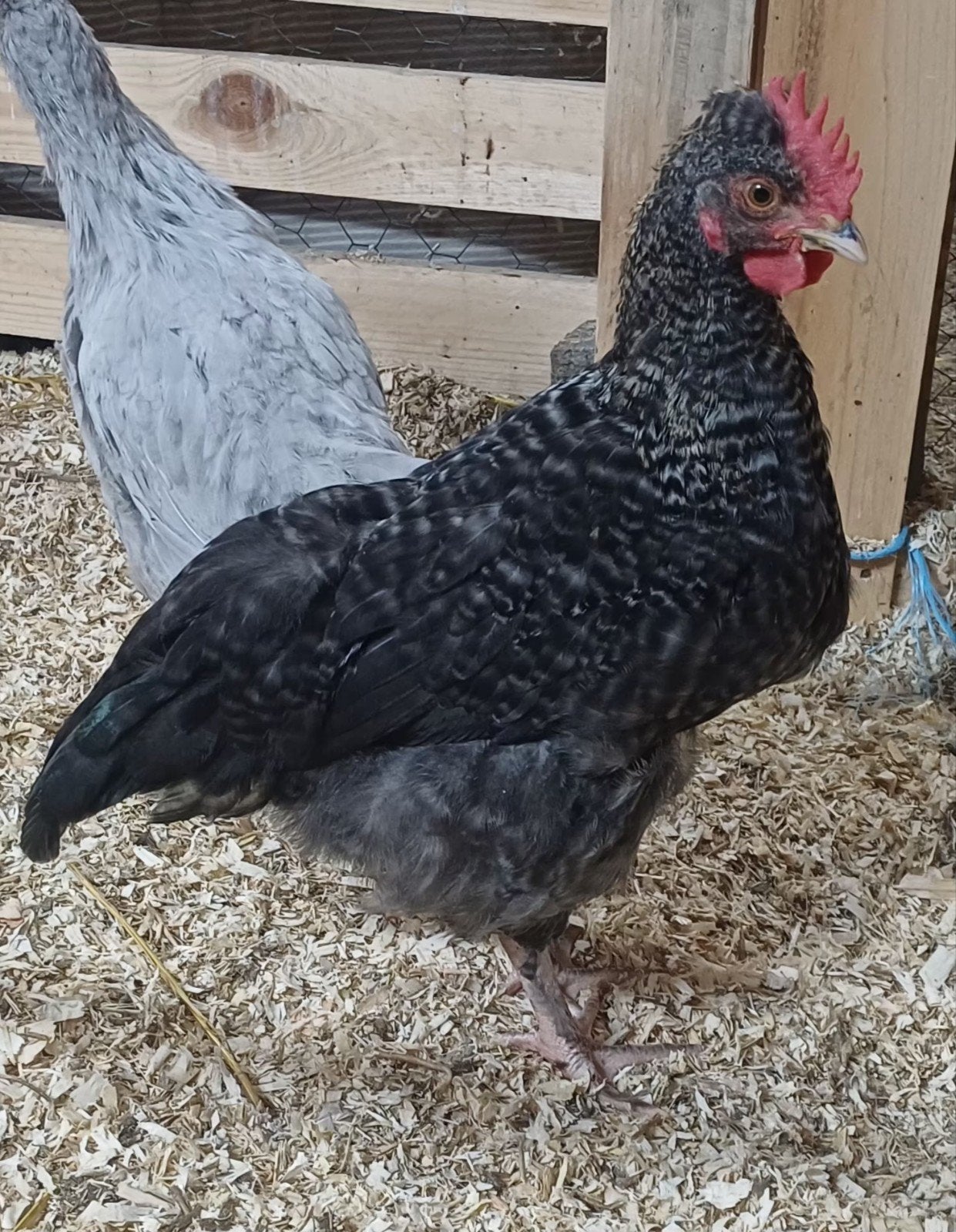 Jong haantje olijf legger marans x cream legbar, Dieren en Toebehoren, Mannelijk, Kip