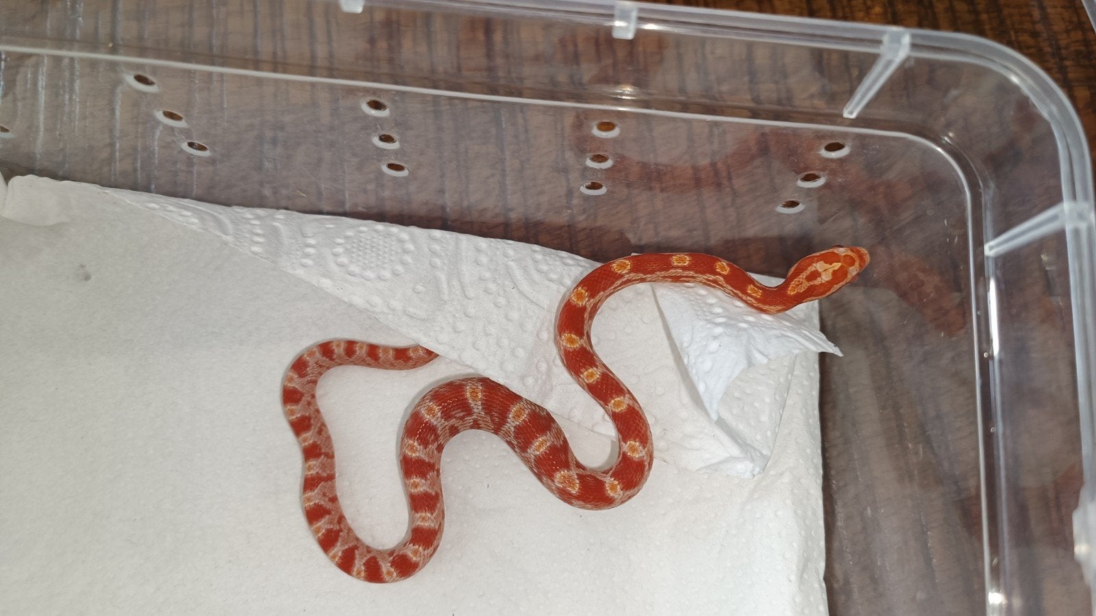 Korenslangen amel, amel/motley 0.0.11 NK September 2026 Corn Snake photo 8