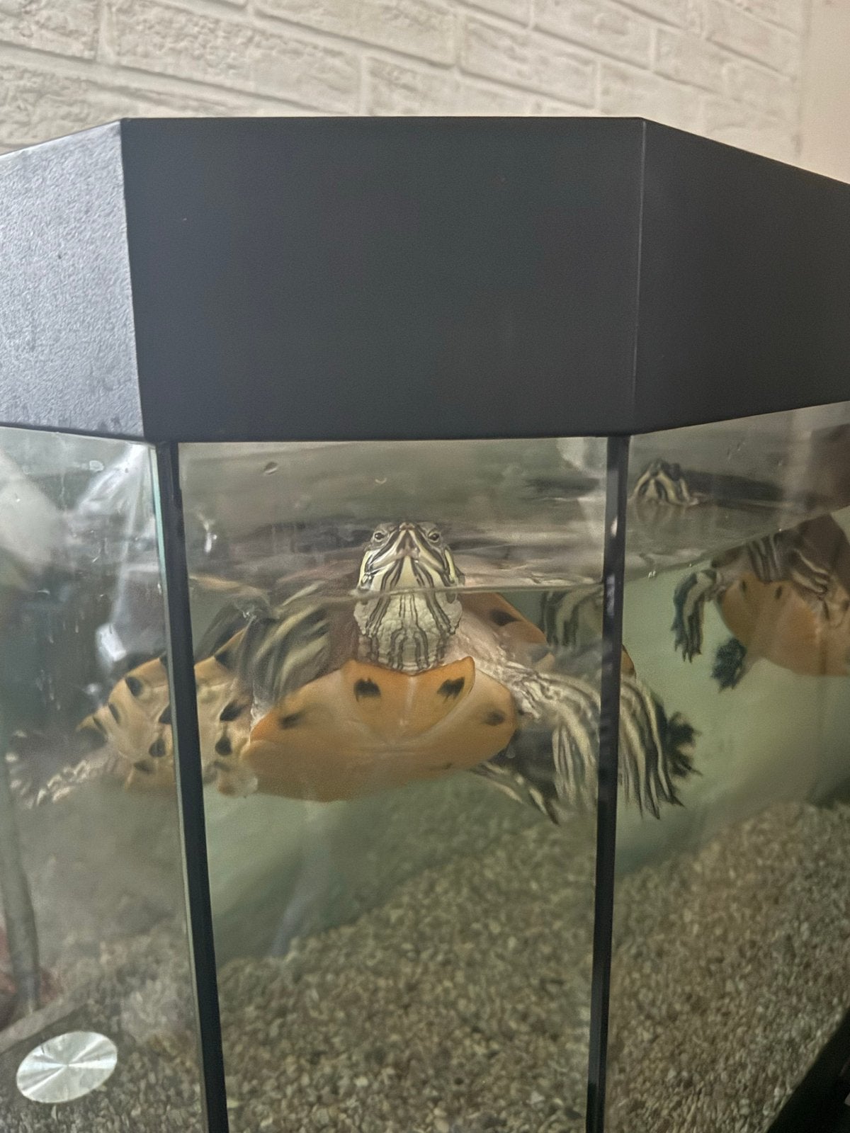 Volwassen Geelbuik waterschildpadden incl. Pomp en aquarium, Dieren en Toebehoren, Ophalen, Gebruikt, Verlichting