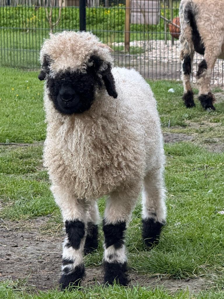 Walliser Schwarznase ram, Mannelijk, Schaap