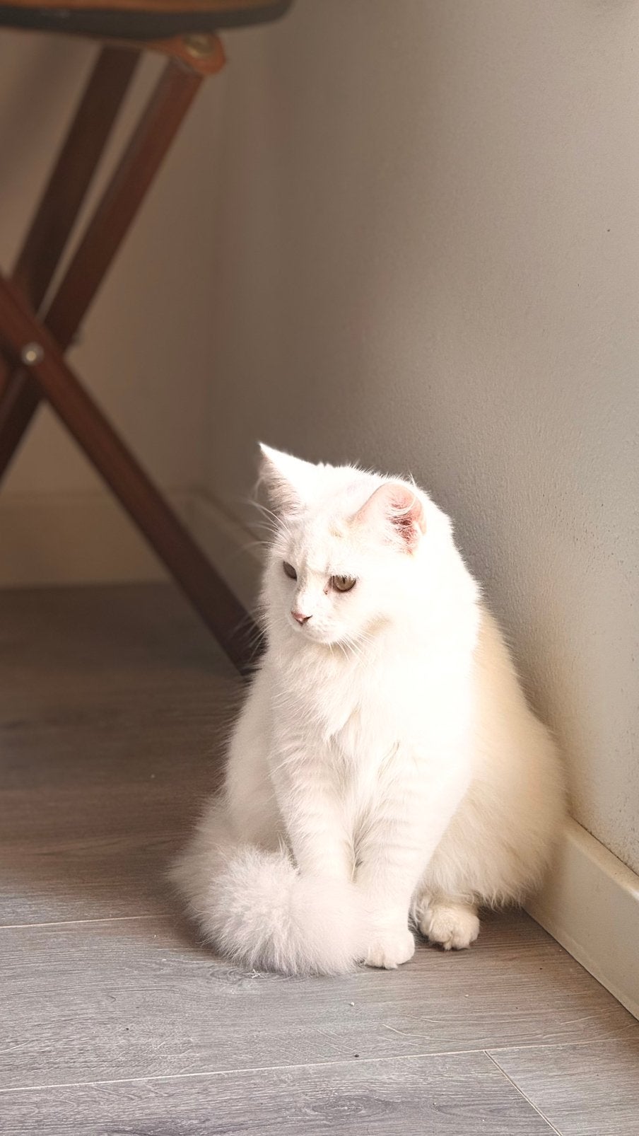 Prachtige kittens te koop – klaar voor een nieuw thuis, Kater, Kortharig