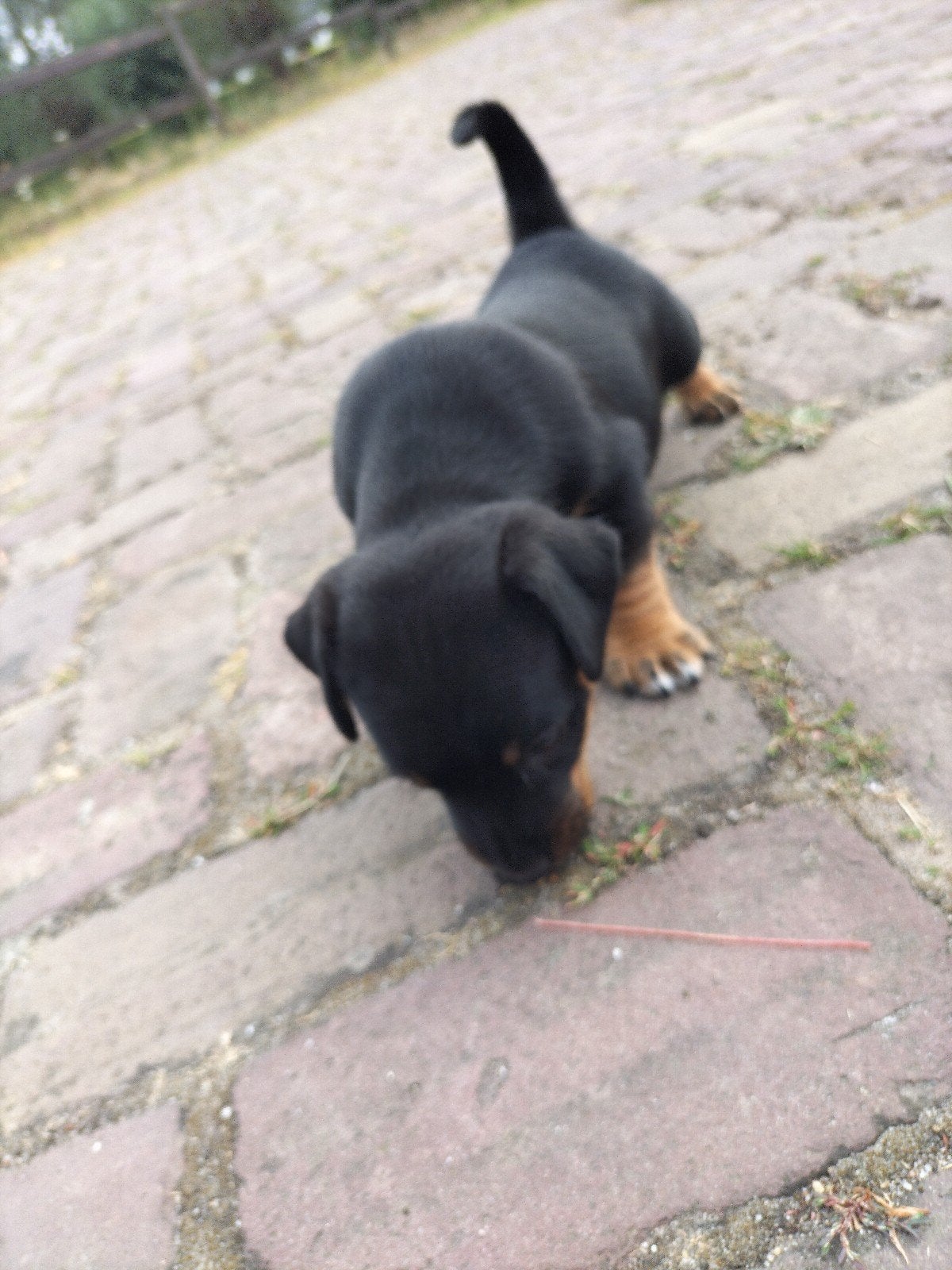jack Russell, Dieren en Toebehoren, Standaard, Reu, 8 tot 15 weken, Korthaar