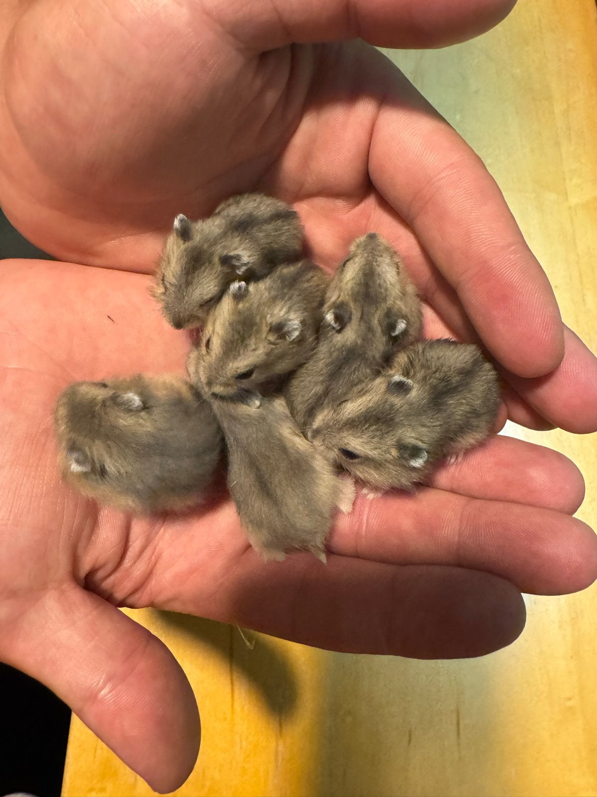 Dzhengar hamsters, Dieren en Toebehoren, Knaagdieren, Hamster, Juni, Geslacht onbekend, Tam