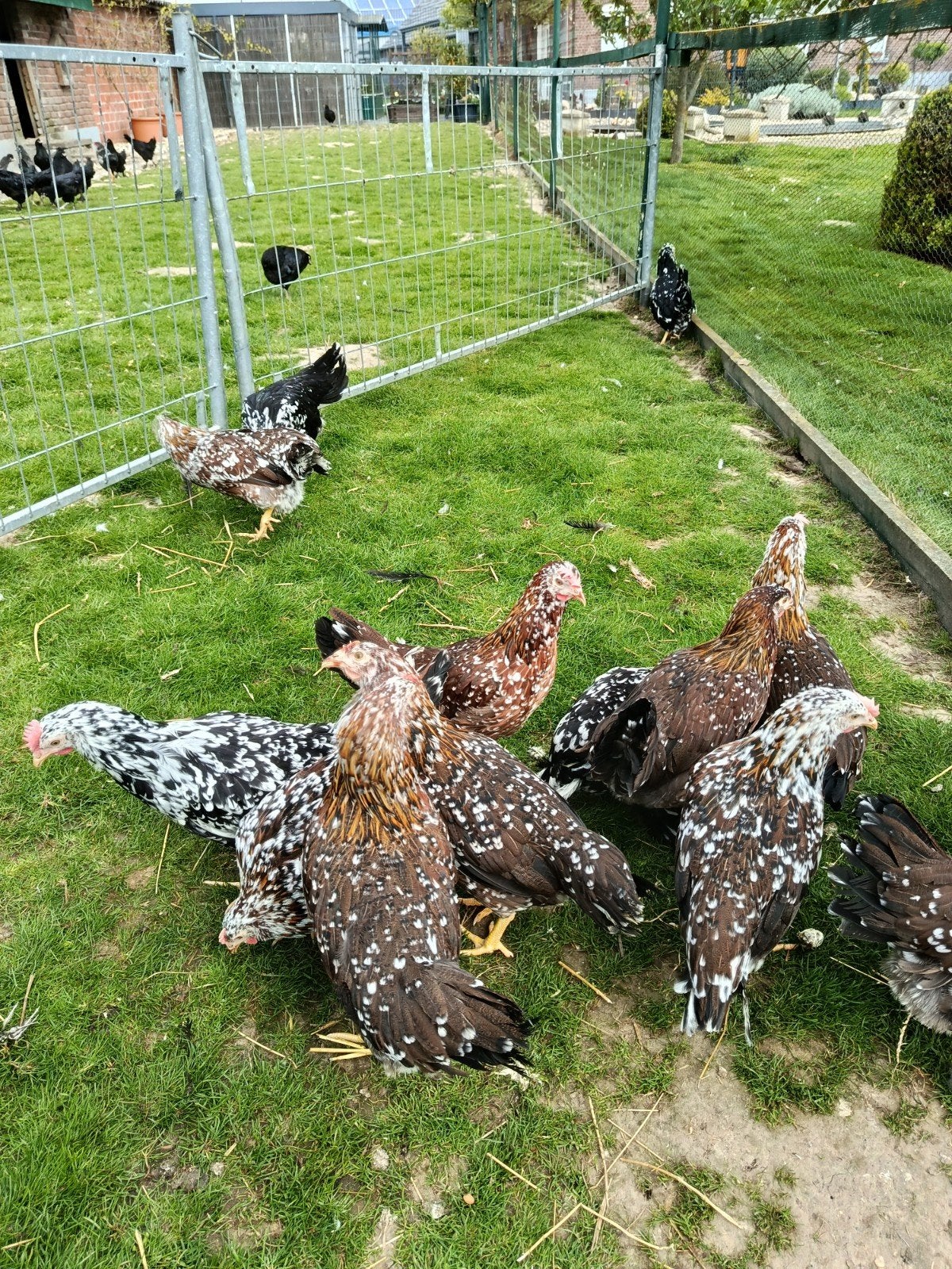 Italiaanse driekleurige hennen te koop., Dieren en Toebehoren, Pluimvee, Vrouwelijk, Kip