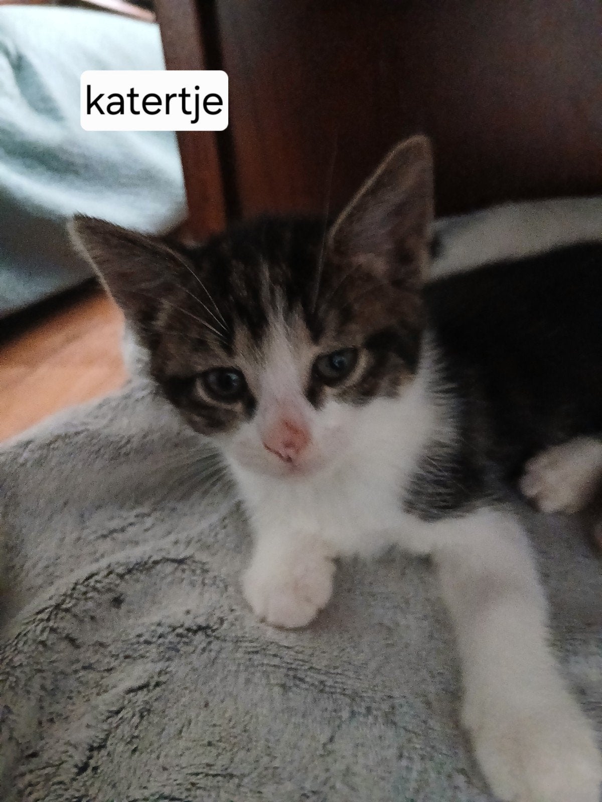Europese korthaar kittens, Meerdere dieren, Kortharig, 0 tot 2 jaar