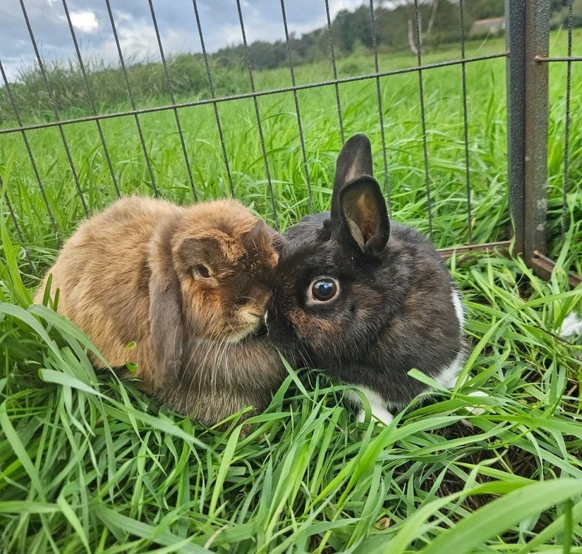 Devon & Cheddar zoeken een huisje!, Meerdere dieren, Klein, 3 tot 5 jaar