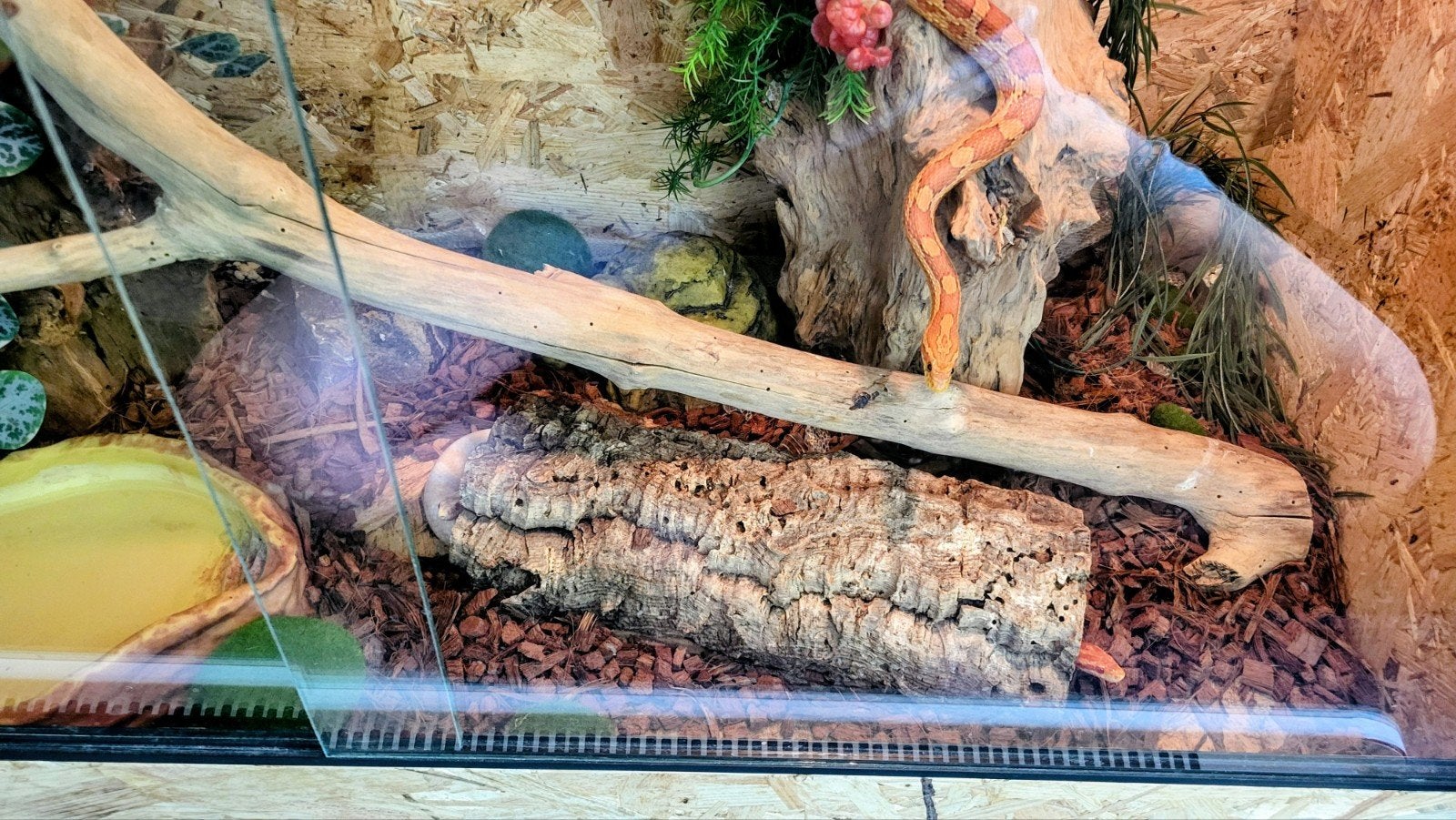 Terrarium met 3 rattenslangen icl. toebehoren en voedsel Rat Snake photo 5