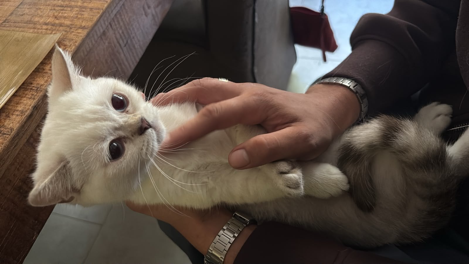 Britsche korthaar kitten meisje, Dieren en Toebehoren, Meerdere dieren