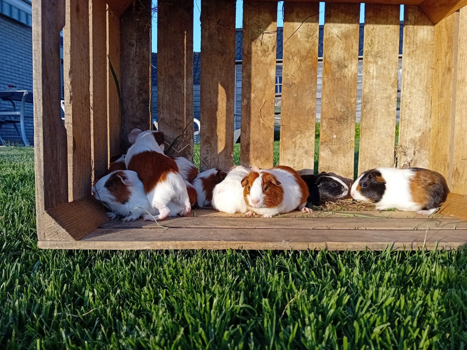 Prachtige rustige driekleur cavia's beschikbaar!, Dieren en Toebehoren, Cavia, Augustus, Meerdere dieren, Tam