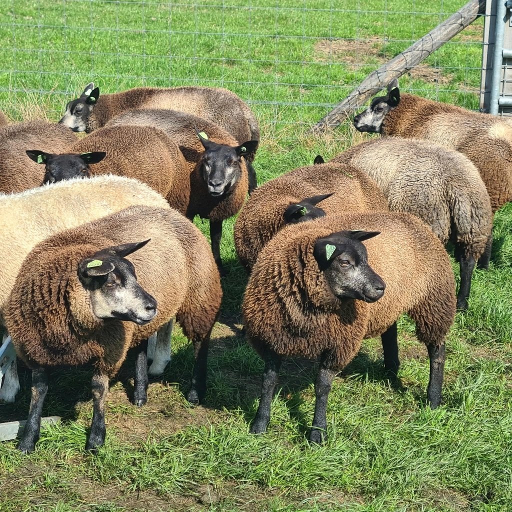 Texelaar ooilammeren, Vrouwelijk, Schaap, 0 tot 2 jaar